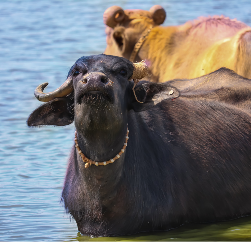 buffalo in water