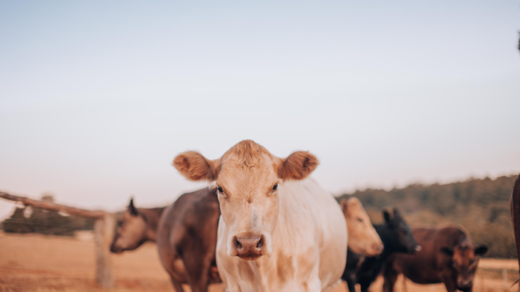 गौमूत्र