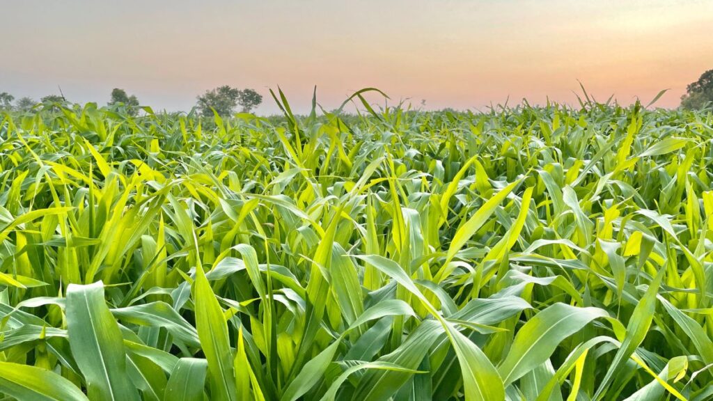 Vedic natural farming 