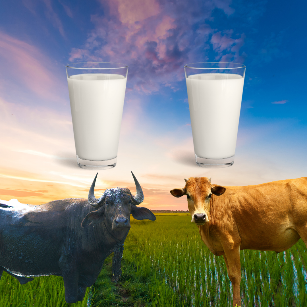 buffalo and cow milk